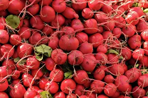 Raphanus: Radish