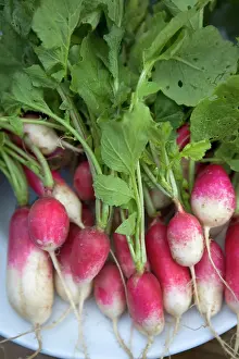 Sativus: Radish