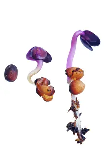 Sprouting: Radish