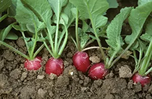 Salad: Radish crop