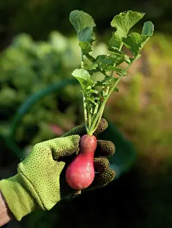 Sativus: Radish from the garden