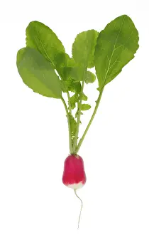 Radish: Radish plant