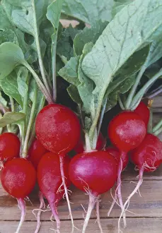 Sativus: Radishes