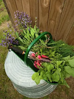 Sage: Radishes from the garden