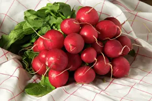 Radishes: Radishes- tied in bunch