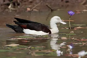 Shelducks: Radjah / Raja Shelduck