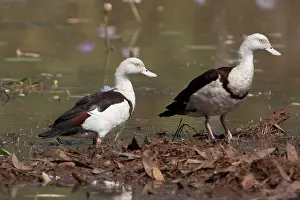 Shelducks: Radjah / Raja Shelducks