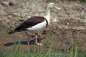 Tadorna: Radjah Shelduck