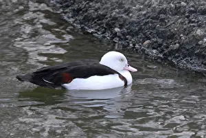 Shelduck: Radjah Shelduck