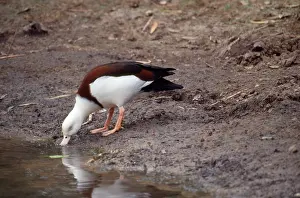 Shelducks: Radjah Shelduck / Birdekin Duck / White-headed