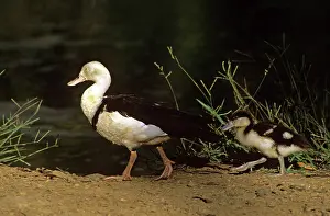 Radjah: Radjah shelduck or Burdekin duck - adult and duckling