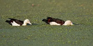 Shelducks: Radjah Shelduck - Feeding on weed - on the Peppimenarti