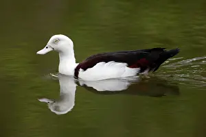 Shelducks: Radjah Shelduck / Raja Shelduck