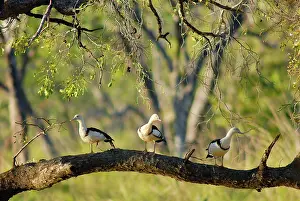 Shelducks: Radjah shelducks or Burdekin ducks - on a floodplain