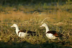 Shelducks: Radjah shelducks or Burdekin ducks - pair on a