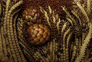 Exotics: Raffia Palm-tree - Inflorescence - Exotics products