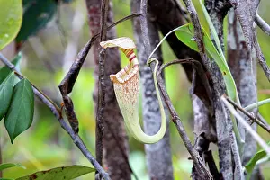 Pitcher: Raffles Pitcher Plant aerial