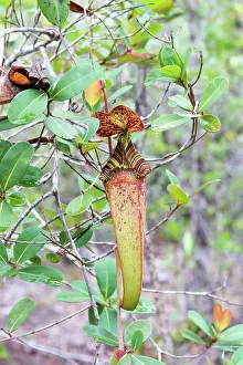 Pitcher: Raffles Pitcher Plant aerial