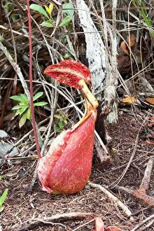 Pitcher: Raffles Pitcher Plant on ground