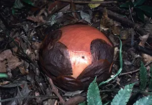 Opening: RAFFLESIA - bud just before opening