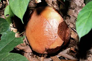 Prior: Rafflesia - Flower prior to petals opening