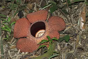 Rafflesia: Rafflesia keithii