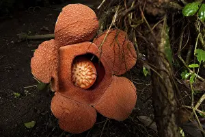Java: Rafflesia padma (Rafflesia patma) flower, West J