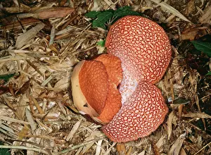 Rafflesia: Rafflesia - petals opening