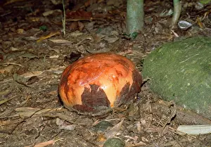 Prior: Rafflesia - prior to petals opening