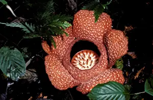 Rafflesia: Rafflesia (Rafflesia arnoldii) flower. Crocken