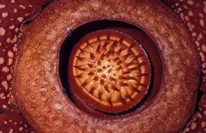 Sumatra: Rafflesia (Rafflesia arnoldii) seen from top, Pa