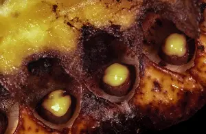 Sumatra: Rafflesia (Rafflesia arnoldii), stamens, male fl