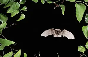 Nights: Rafinesque's Big-Eared Bat (Corynorhinus rafinesquii)