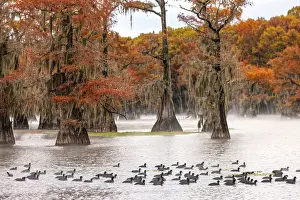 Idyllic: Raft of American coots and morning mist on southern swamp