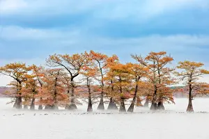 Idyllic: Raft of American coots and morning mist on southern swamp