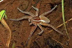 Dolomedes: Raft Spider