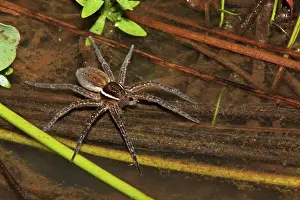 Dolomedes: Raft Spider