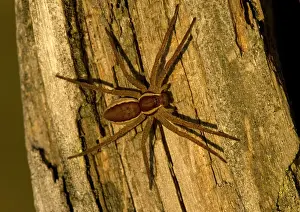 Dolomedes: Raft Spider