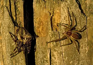 Dolomedes: Raft Spider