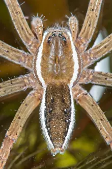 Dolomedes: Raft spider (Dolomedes fimbriatus) female, Autreville