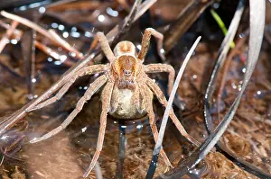 Dolomedes: Raft Spider (Dolomedes fimbriatus) female carrying