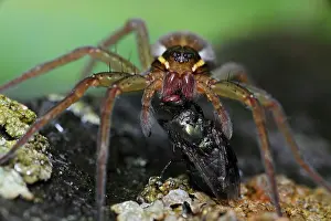 Dolomedes: Raft Spider - Eating a fly