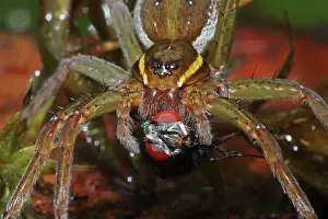 Dolomedes: Raft Spider - Eating a fly