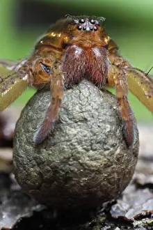 Dolomedes: Raft Spider - With egg sac