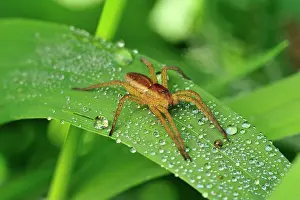 Dolomedes: Raft Spider on grass with morning dew