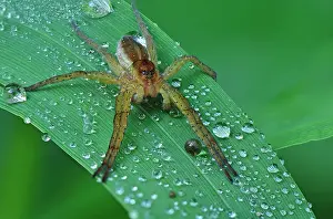 Dolomedes: Raft Spider on grass with morning dew