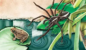 Dolomedes: This Raft Spider, sits on a leaf at the edge of