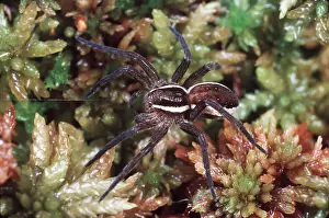 Bogs: RAFT SPIDER - spinning web, life size