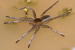 Dolomedes: Raft spider - on water surface - under controlled