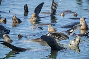 Sealion: A raft of sunning California sea lions (Zalophus